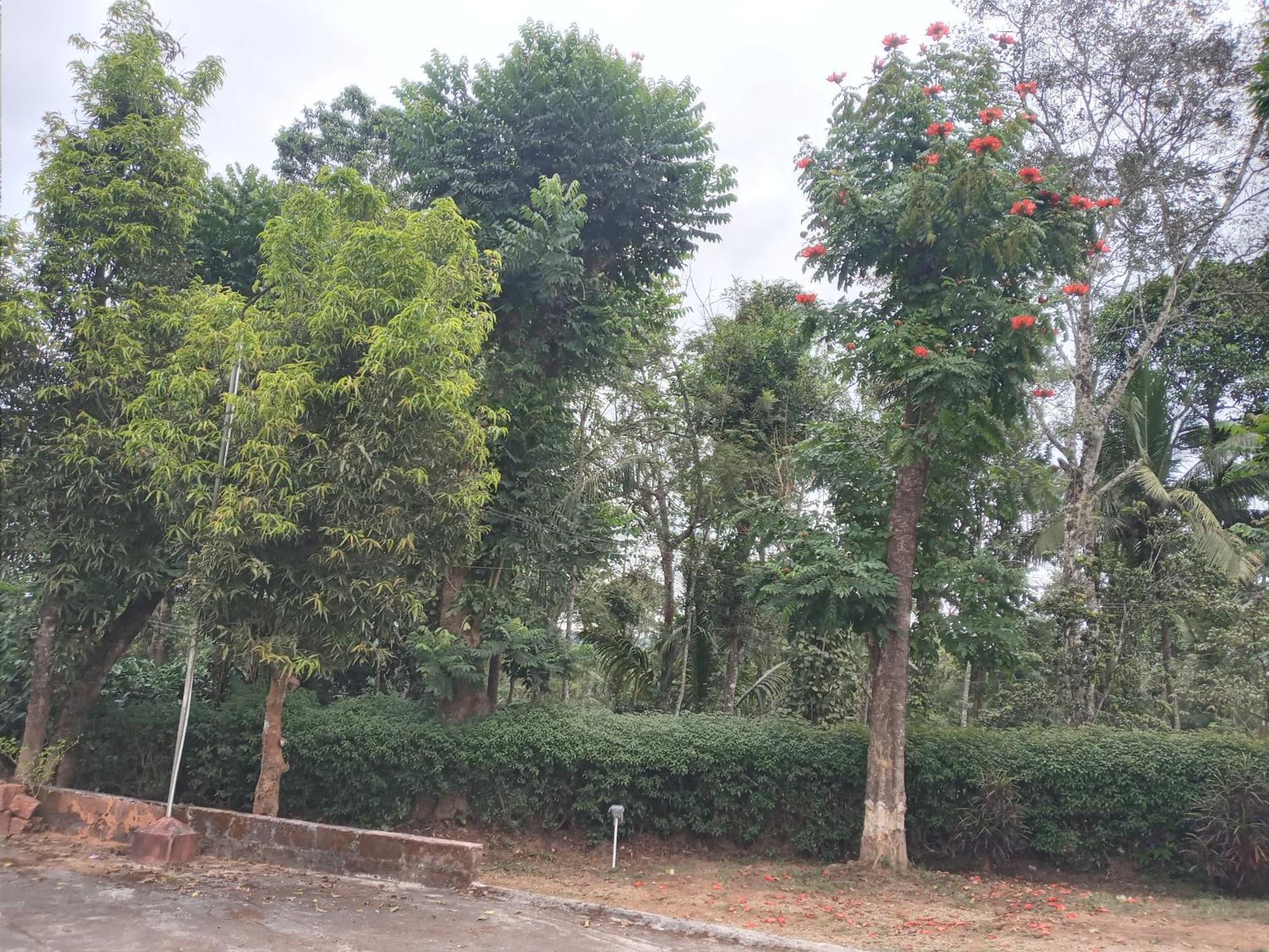 Homestay Coorg Klusters Estate *